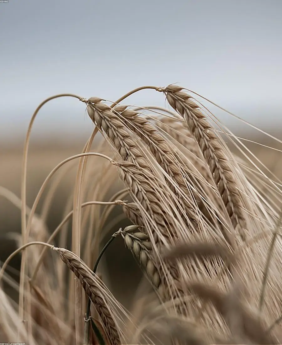 Wholegrain Rye Flour
