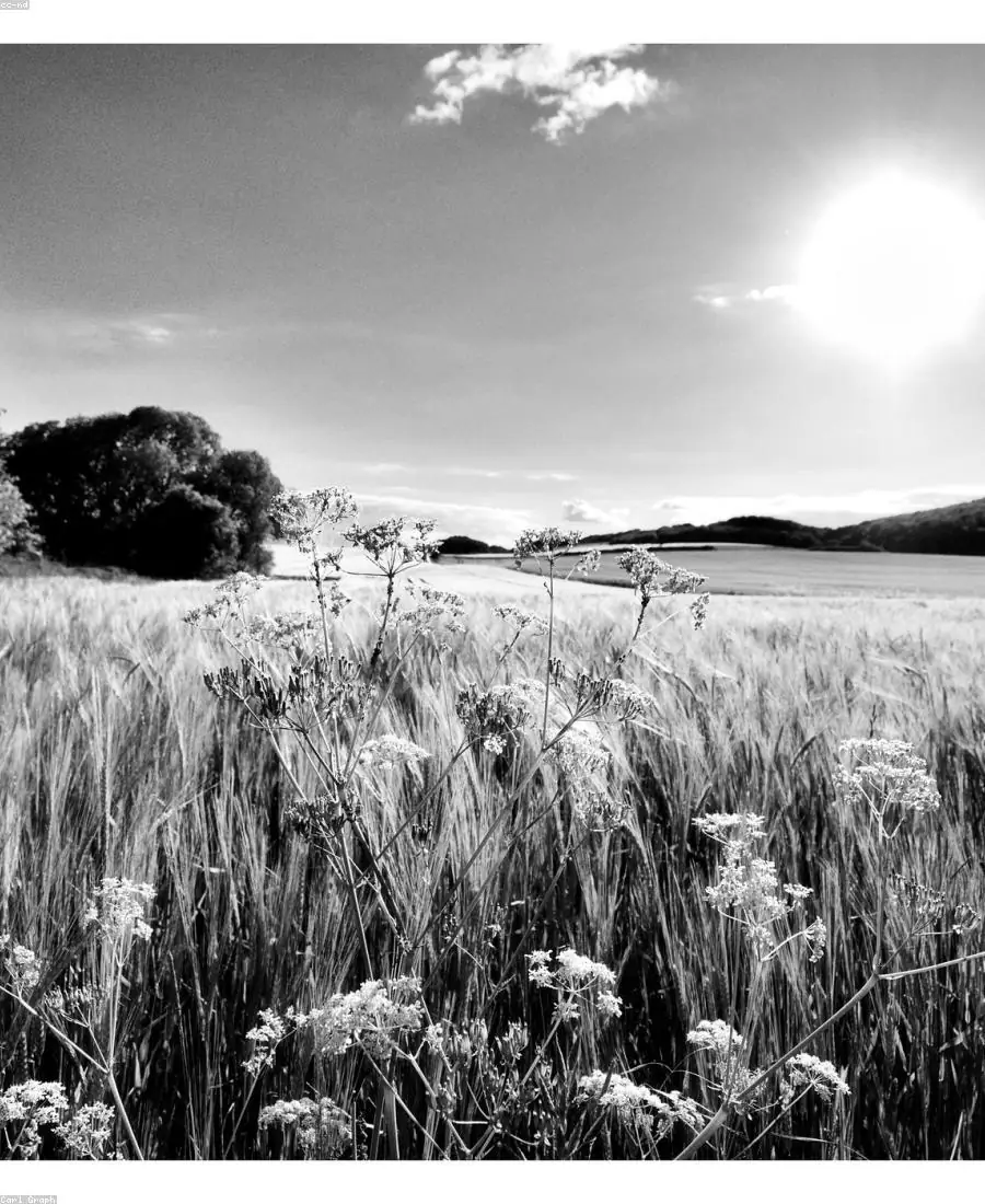 Pearled Barley