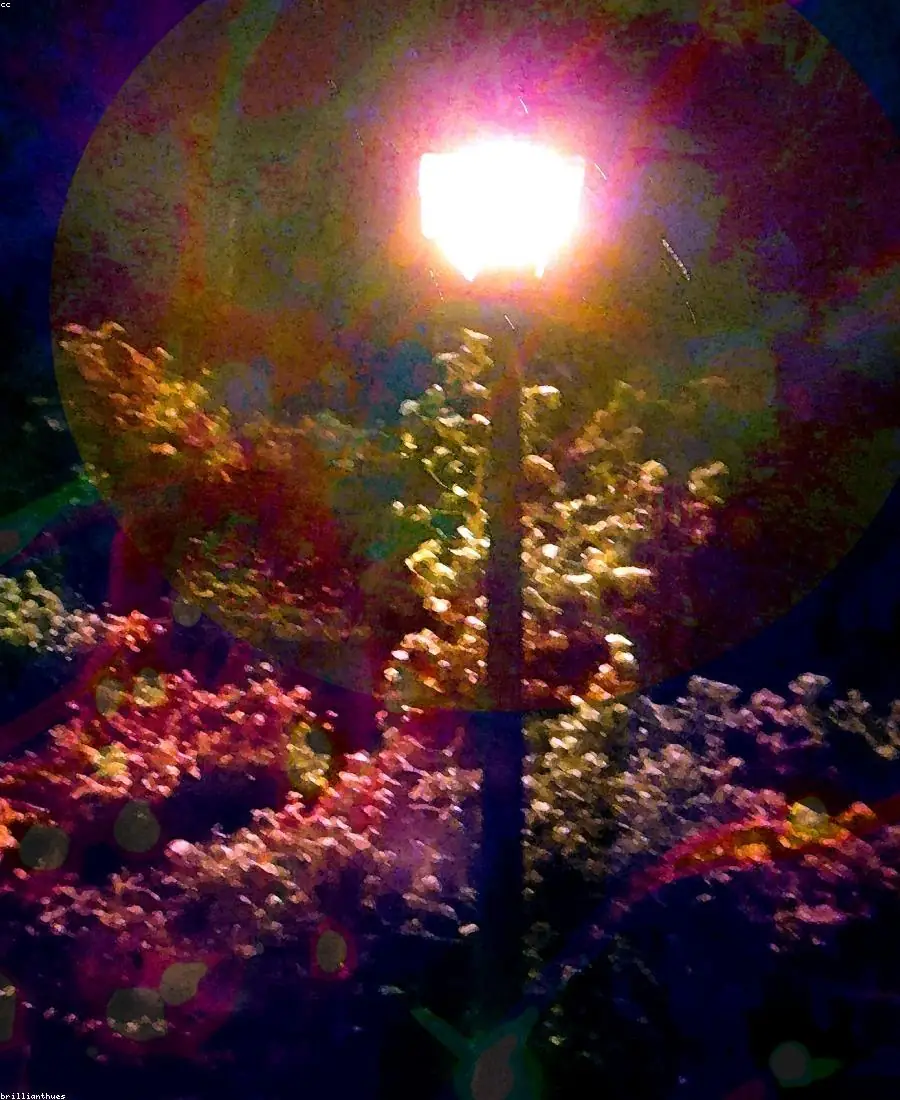 The Night Issue — plate 5
